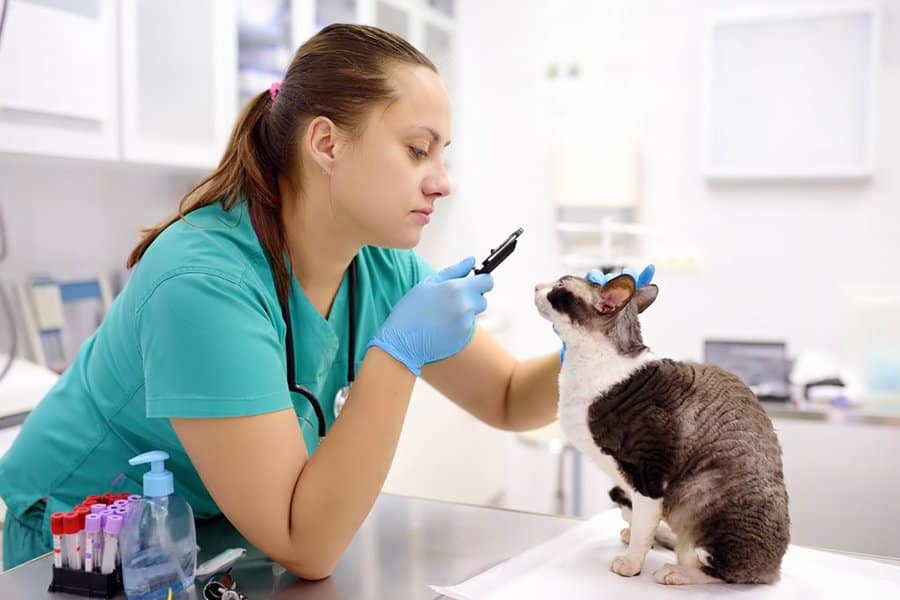 8 Essential Traits of Veterinary Nurses & Assistants - ICI